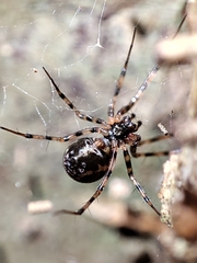 Megalepthyphantes collinus