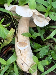 Macrocybe spectabilis