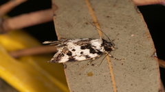 Barea confusella