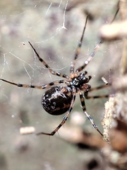 Megalepthyphantes collinus