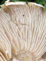 Macrocybe spectabilis