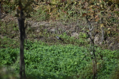 Ochthoeca leucophrys