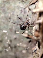 Megalepthyphantes collinus