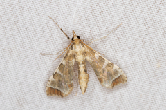 Leucinodes cordalis