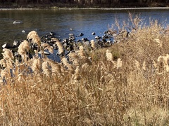 Phragmites australis