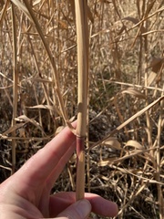 Phragmites australis
