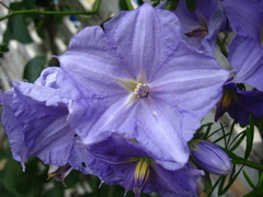Solanum wendlandii