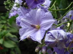 Solanum wendlandii