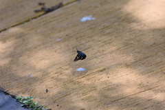 Thespieus aspernatus