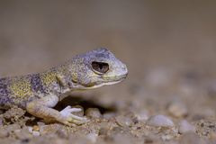 Ptenopus carpi