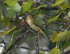 Phylloscopus