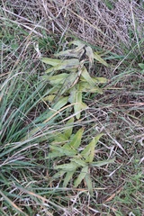 Asclepias asperula