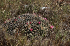 Mammillaria magnimamma