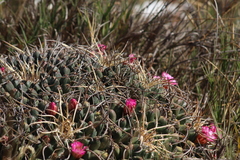 Mammillaria magnimamma