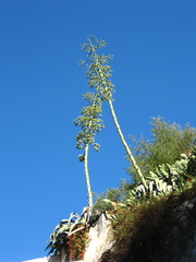 Agave americana