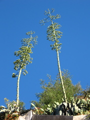 Agave americana