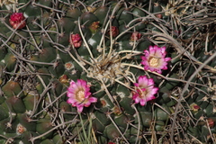 Mammillaria magnimamma