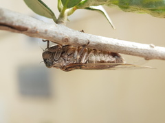 Cicadatrini