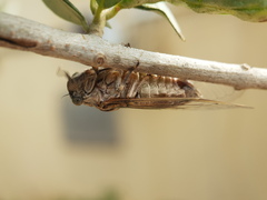 Cicadatrini