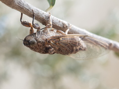 Cicadatrini