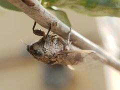 Cicadatrini