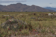 Mammillaria magnimamma