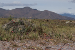 Mammillaria magnimamma