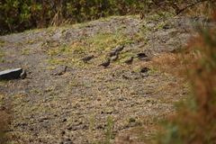 Columbina cruziana