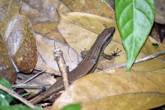 Eutropis lewisi