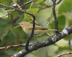 Phylloscopus