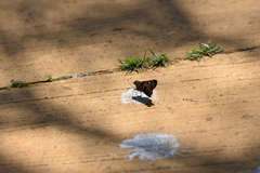 Thespieus aspernatus