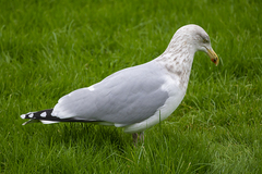 Larus argentatus