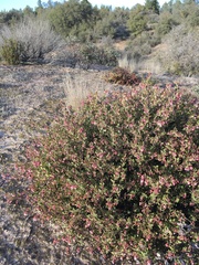 Arctostaphylos myrtifolia