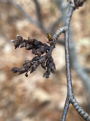 Eriophyes betulae