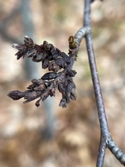 Eriophyes betulae