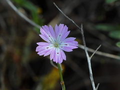 Dianthus strictus