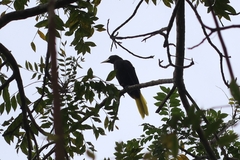 Psarocolius decumanus