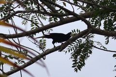 Psarocolius decumanus