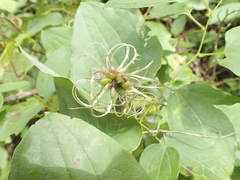 Clematis viorna