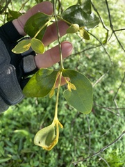 Notothixos subaureus