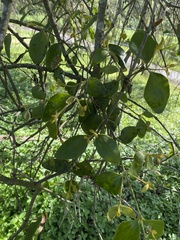 Notothixos subaureus