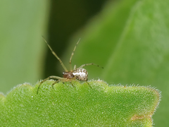 Frontinellina frutetorum