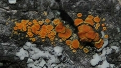 Athallia pyracea
