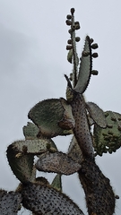 Opuntia galapageia