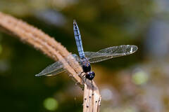 Crocothemis nigrifrons