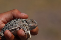 Phrynosoma orbiculare