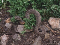 Gloydius halys caucasicus