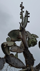 Opuntia galapageia