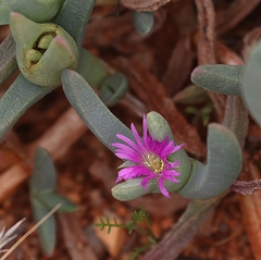 Carpobrotus modestus