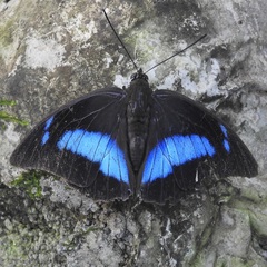 Archaeoprepona demophon centralis